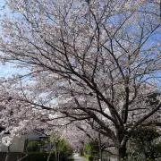 ちいの画像