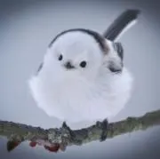 ゆーの画像