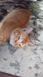 dik awwa