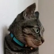 ケンケン