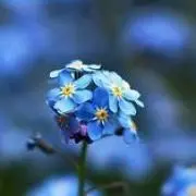 ともの画像