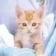 まいる=^. .^=【プロフ必読】の画像