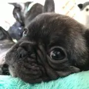 トモ