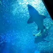 マークの画像