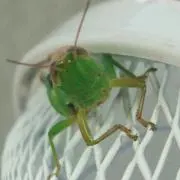 M.N.M.Aの画像