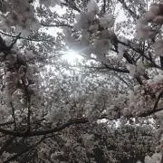 yasu.