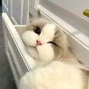 はるかの画像