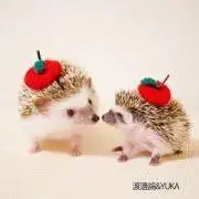 らにーにゃの画像