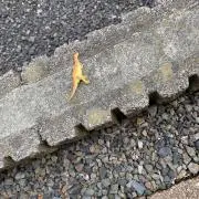 勉三の画像