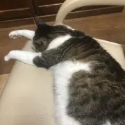 ねこ
