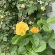 さち⭐︎匿名配送のみの画像