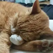 naoの画像