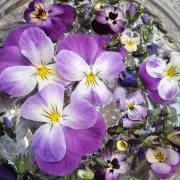 ✬FLOWER✯の画像