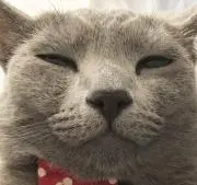 IKEA MATTRAM ハトメ カーテン 猫 - メルカリ