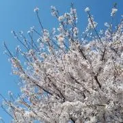 K♪の画像