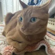 りゅうの画像