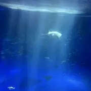 とりすいの画像