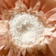 まりの画像
