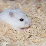 あやたんの画像