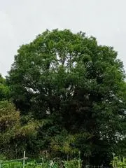 モーリーの画像