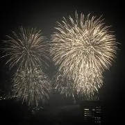 ひよこの画像
