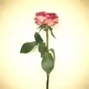 ゆいかの画像