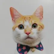 白熊の画像