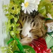 tofu*゜の画像