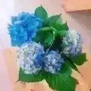 小太郎の画像