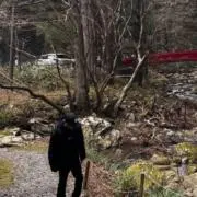 レモンティーの画像