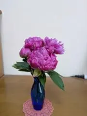さむぽの画像