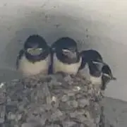 雪風【念の為プロフお読みください】の画像
