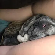 パグパグパグ