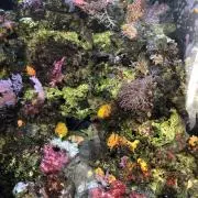 Fの画像