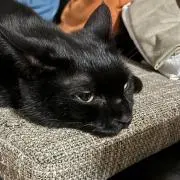 ねこ