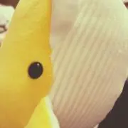 キイロイクジラの画像