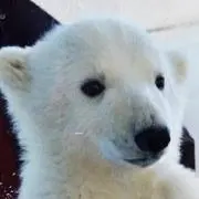 白くまの画像
