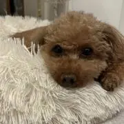 ren▷▶︎プロフィール必読の画像