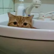 あやの画像