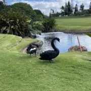 ミニキチの画像