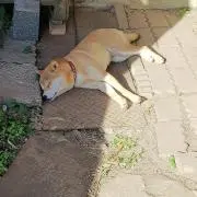 mariの画像