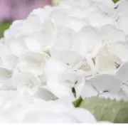 りんたろうの画像