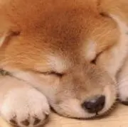 あわなみの画像