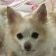 しぇりの画像