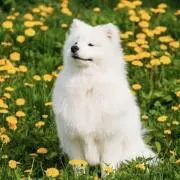 こはっち