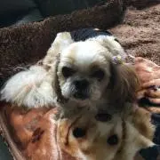 会長