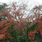 Ascaの画像