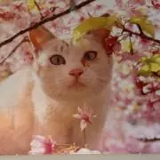 あんころもちの画像