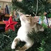ちぃの画像