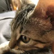 まるまる茶々丸の画像